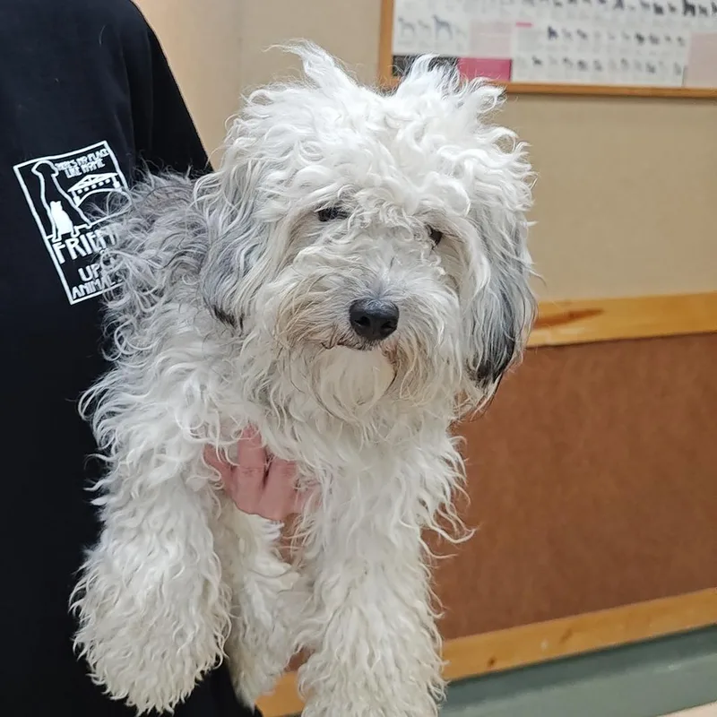 An adult small-sized female White / Cream Miniature Schnauzer dog named IEPAStray for adoption in Upland, CA