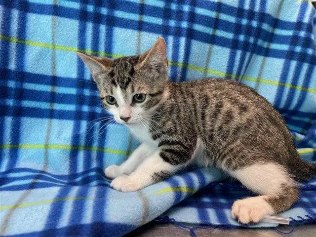 A baby small-sized male Brown / Chocolate Domestic Short Hair cat named Chapter for adoption in Tavares, FL