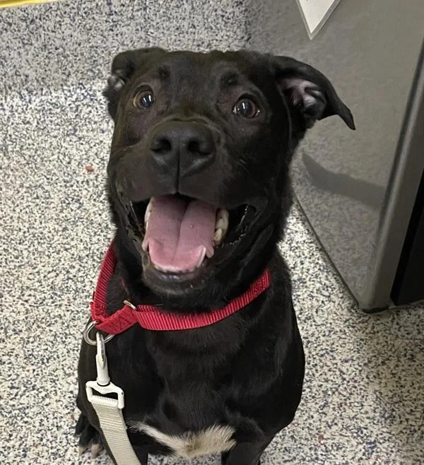 A young medium-sized male Labrador Retriever dog named Graham for adoption in Golden, CO