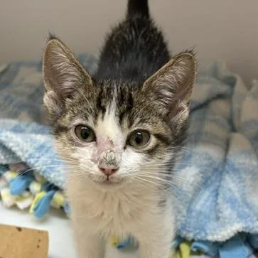 A baby small-sized male Domestic Short Hair cat named Whittaker for adoption in Los Angeles, CA
