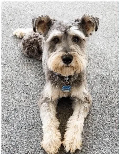 Winston