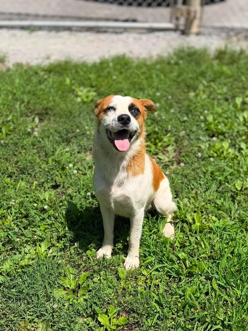 An adult medium-sized female White / Cream Mixed Breed dog named Tiki for adoption in Leitchfield, KY