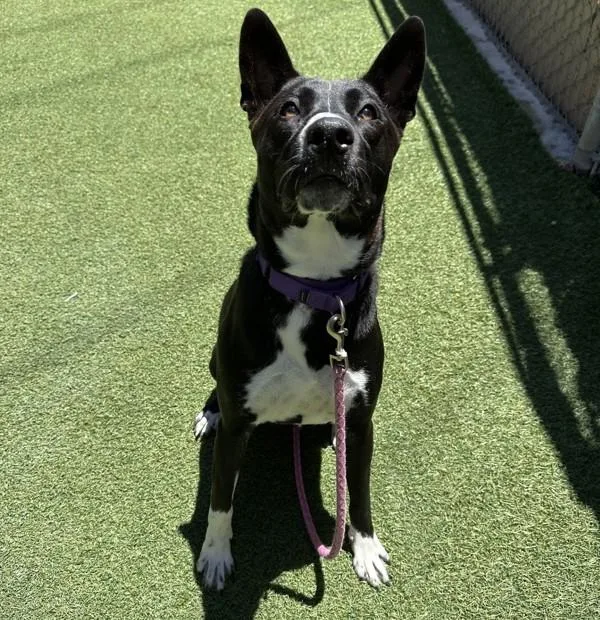 An adult medium-sized female Shepherd dog named Gigi for adoption in Oceanside, CA