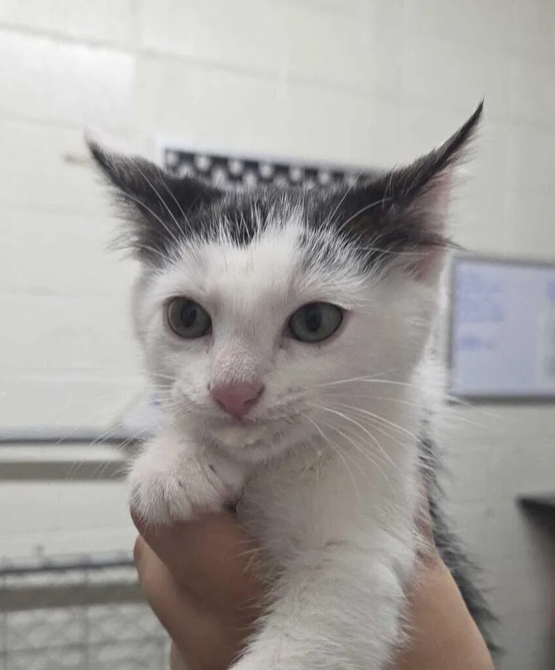 A baby medium-sized female White Domestic Short Hair cat named The Mimic for adoption in Fruit Heights, UT