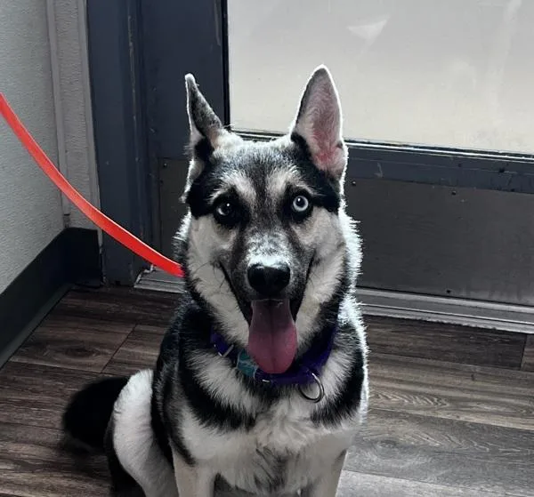 An adult medium-sized female Shepherd dog named Suki for adoption in San Diego, CA