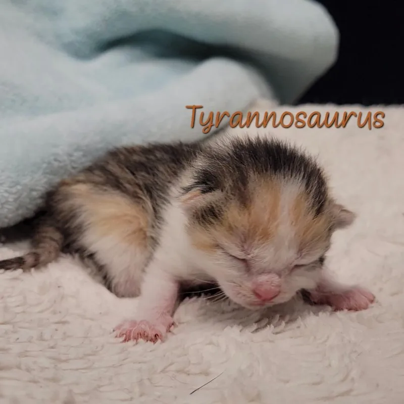 Tyrannosaurus thumbnail 2
