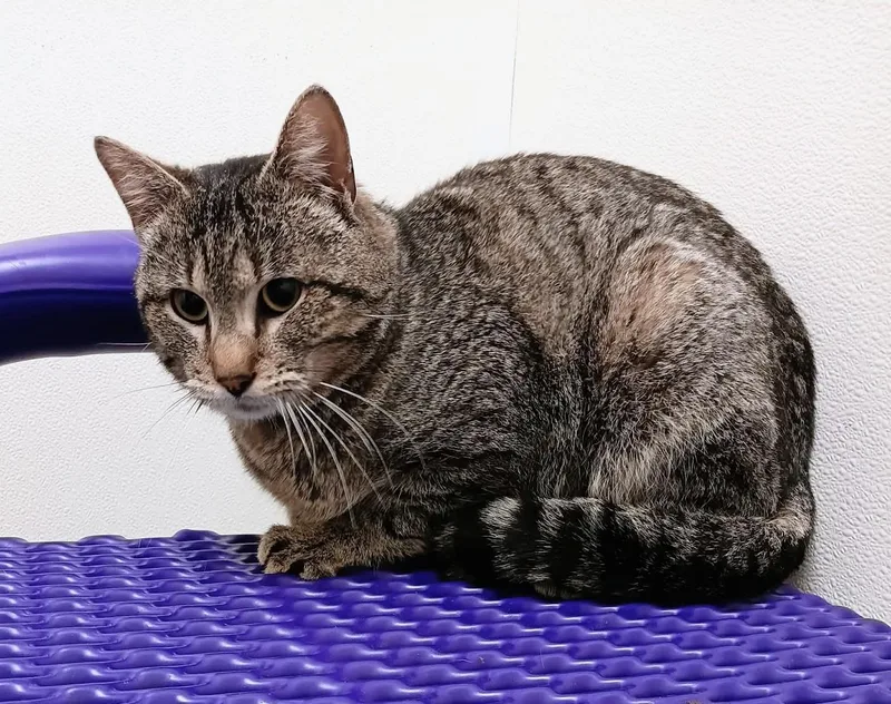 An adult large-sized male Tabby (Brown / Chocolate) Domestic Short Hair cat named Carter for adoption in Springfield, IL