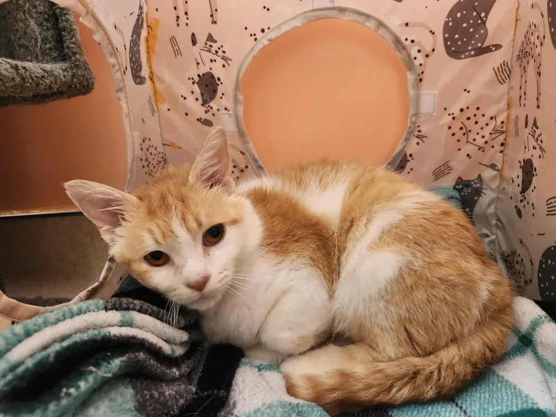 An adult medium-sized female Orange & White Domestic Short Hair cat named Honey Bunny for adoption in Reynoldsburg, OH