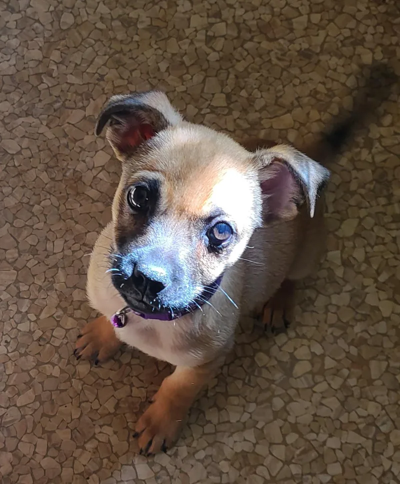 A baby small-sized male Chihuahua dog named Noodle for adoption in Murphys, CA