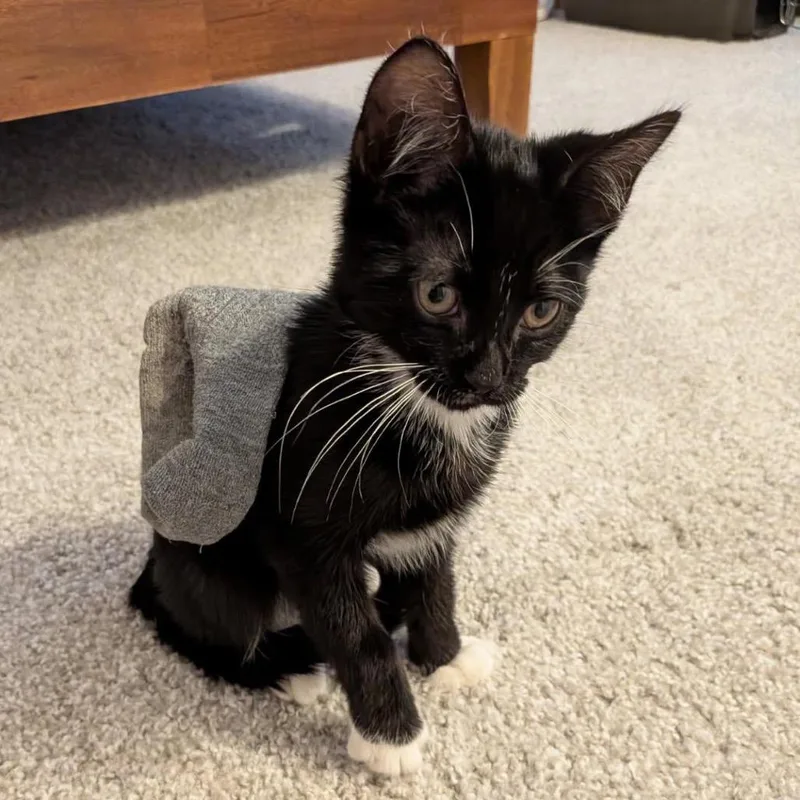 A baby small-sized male Black Domestic Medium Hair cat named Glenda for adoption in Greensboro, NC