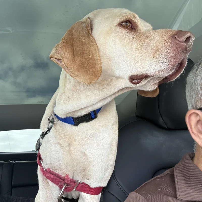 Cooper thumbnail 6