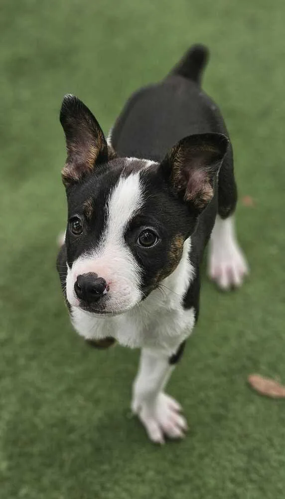 Hampshire thumbnail 2