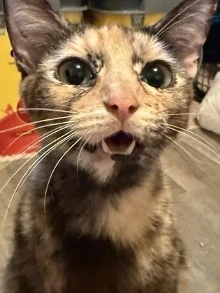 An adult medium-sized female Tortoiseshell Domestic Short Hair cat named Cara for adoption in Edmond, OK