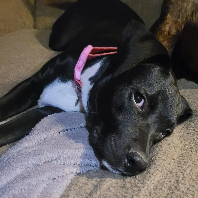 A baby medium-sized female Black Mixed Breed dog named Luna for adoption in Lima, OH