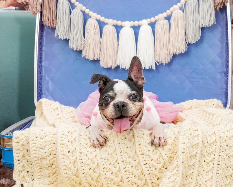 A senior medium-sized female Boston Terrier dog named Betsy for adoption in Huntington Beach, CA