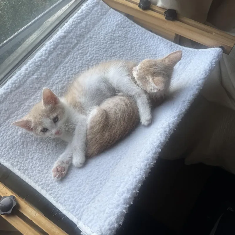 Shrimp