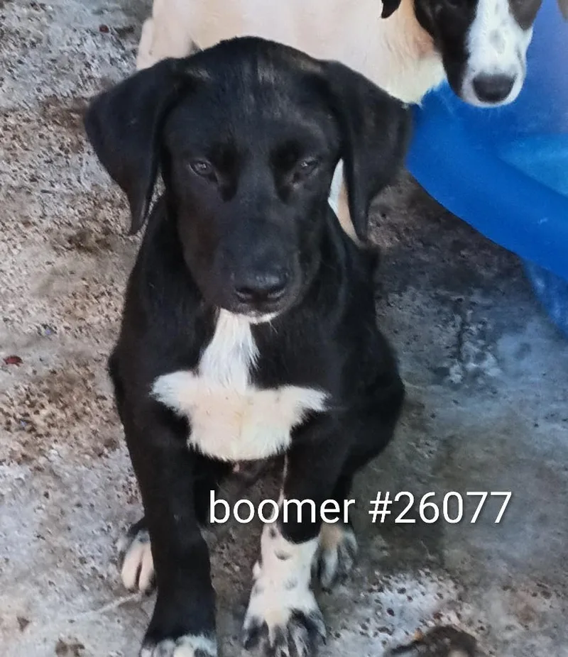 A young medium-sized male Black Mixed Breed dog named Boomer for adoption in Mexia, TX