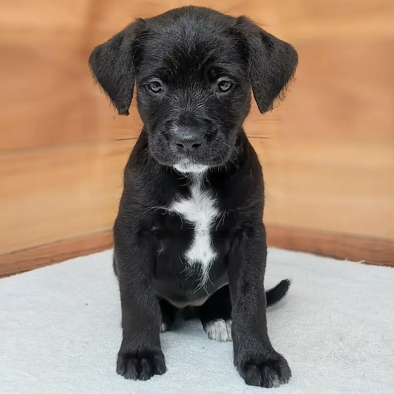 A baby medium-sized female Black Standard Poodle dog named Selah for adoption in Griswold, CT