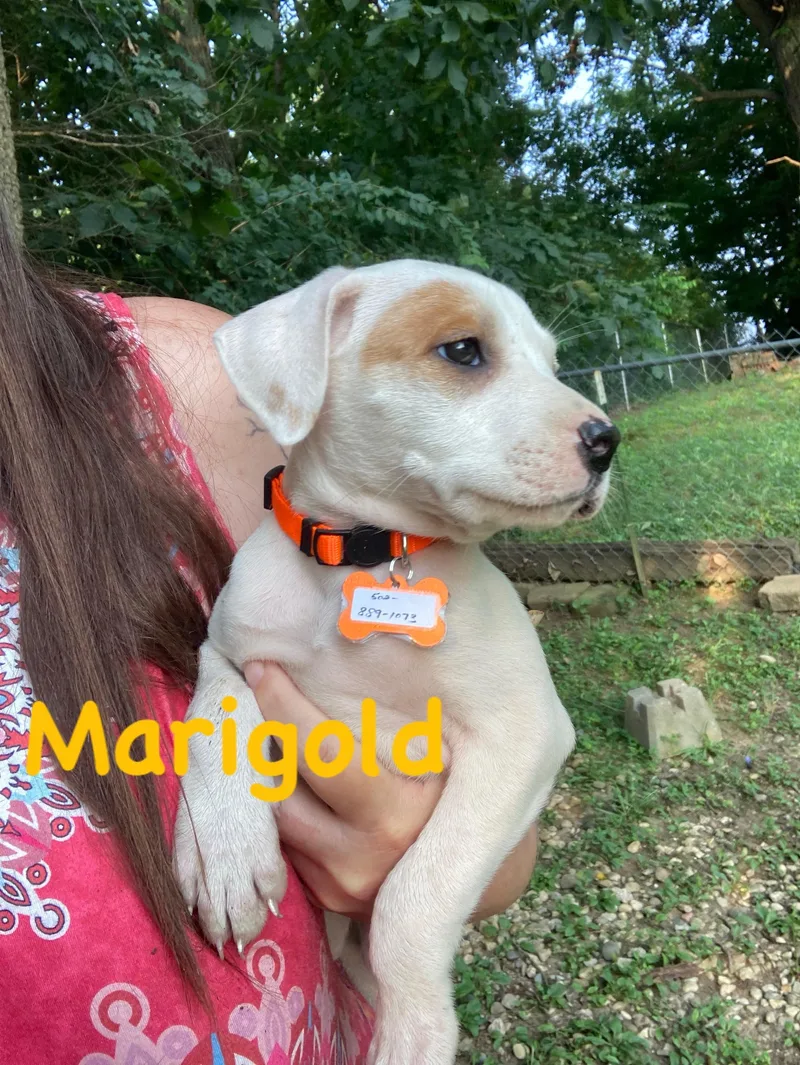Marigold thumbnail 2