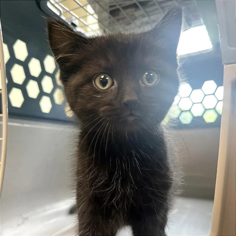 A baby medium-sized female Black Domestic Short Hair cat named Glitter for adoption in Kansas City, KS