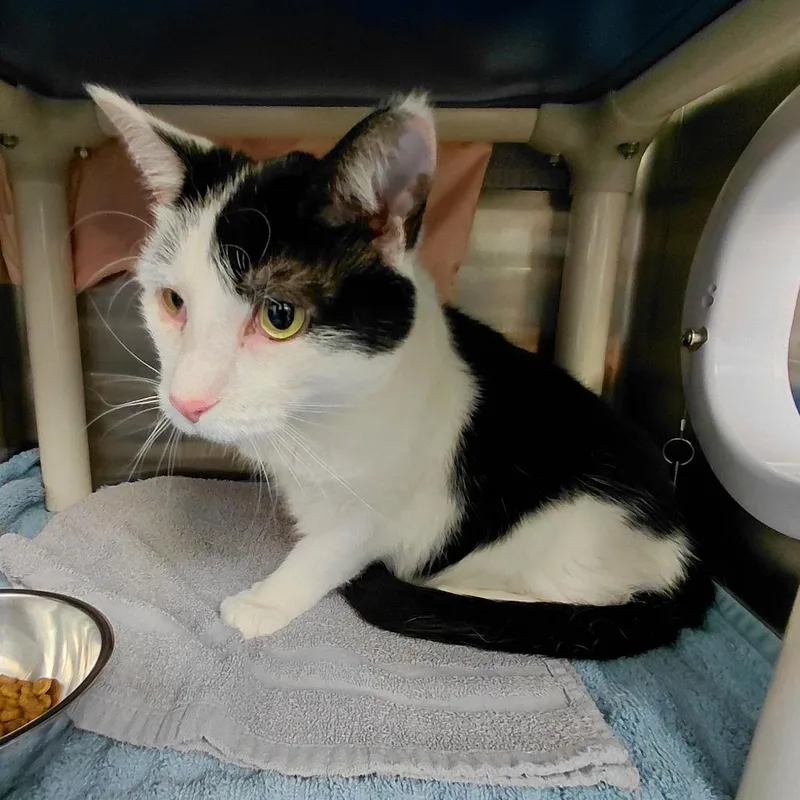 An adult small-sized female Black Domestic Short Hair cat named Sinclair FKA Oreo for adoption in Philadelphia, PA