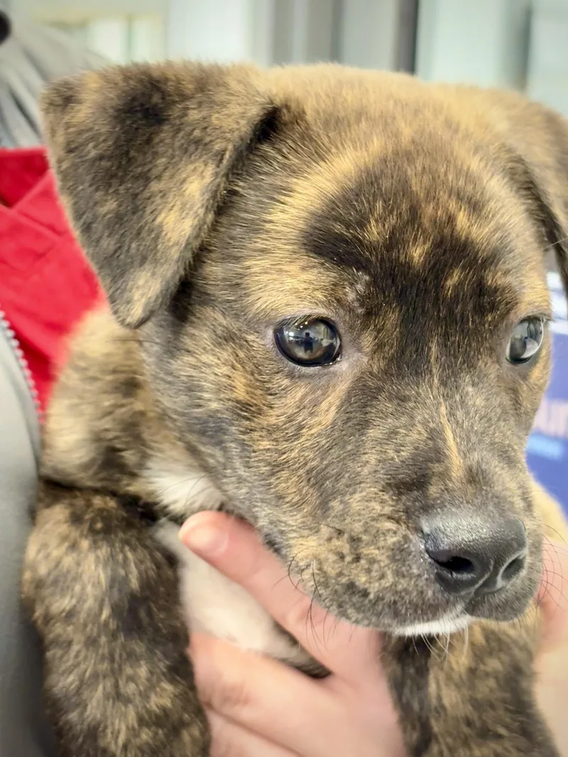 A baby large-sized male Brindle Mixed Breed dog named Little Nicky for adoption in Kalamazoo, MI
