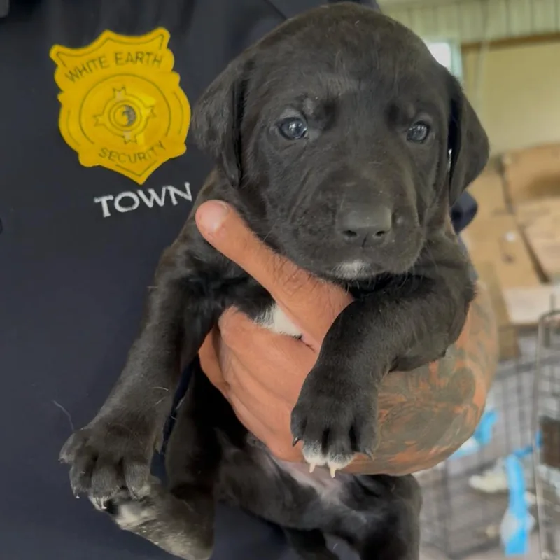 A baby small-sized male Black Pit Bull Terrier dog named Homeigh for adoption in Detroit Lakes, MN