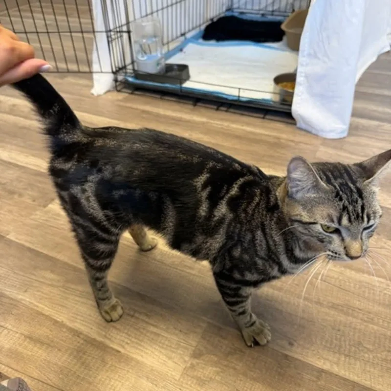 A baby medium-sized female Black Tabby cat named Rosie Lee for adoption in Dallas, TX