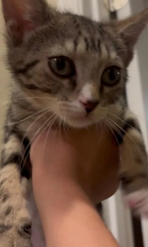 A baby small-sized female Gray & White Tabby cat named Fiona Lucky Charms for adoption in Anthem, AZ