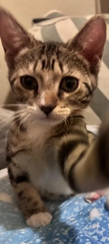 Fiona  Lucky Charms thumbnail 3