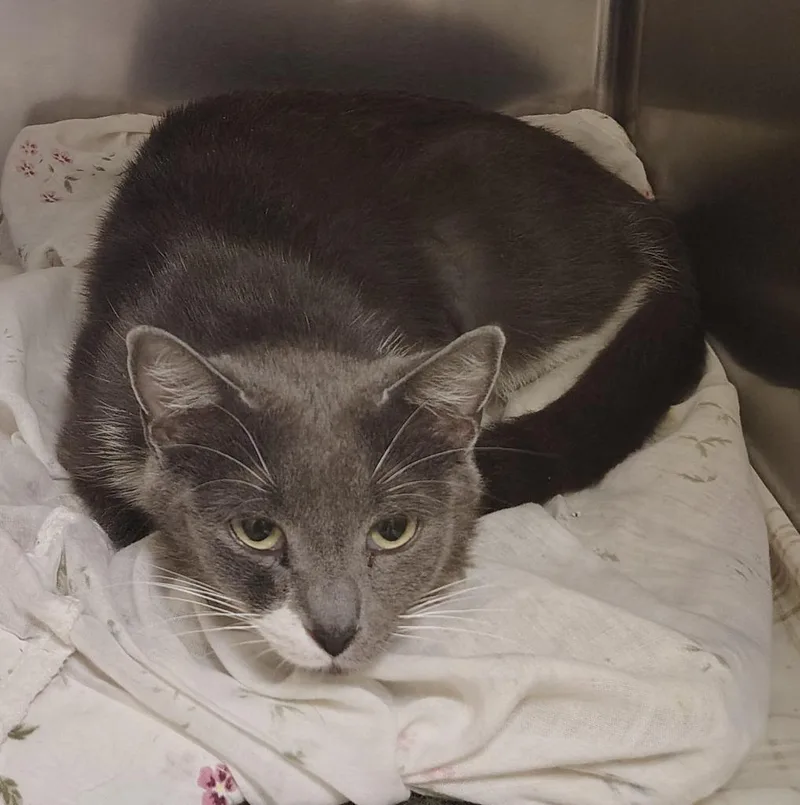 A young small-sized female Domestic Short Hair cat named Katrina for adoption in Saint Clairsville, OH
