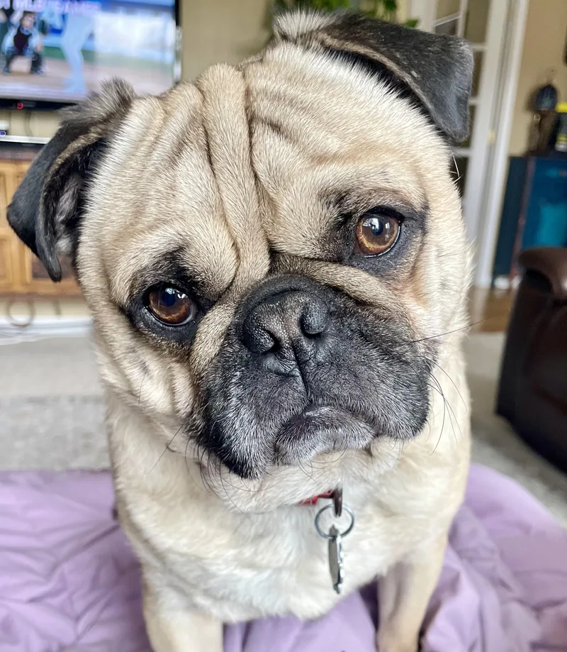 A young small-sized male Yellow / Tan / Blond / Fawn Pug dog named Harley for adoption in Franktown, CO
