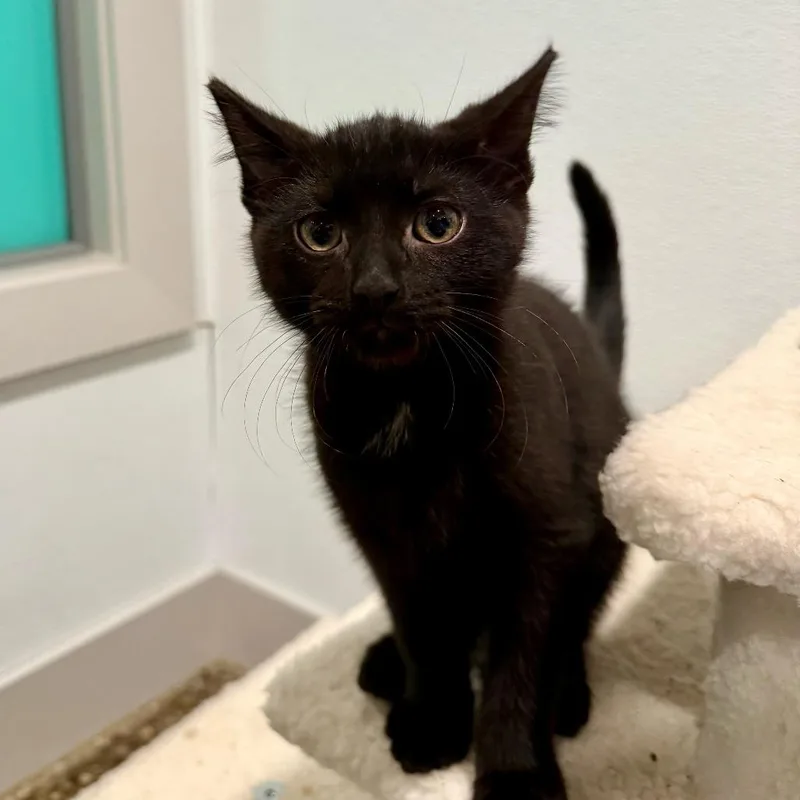 A baby small-sized male Black Domestic Short Hair cat named Netflix for adoption in Louisville, KY