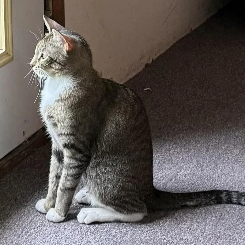 An adult medium-sized female Domestic Short Hair cat named Oregon for adoption in Silverton, OR