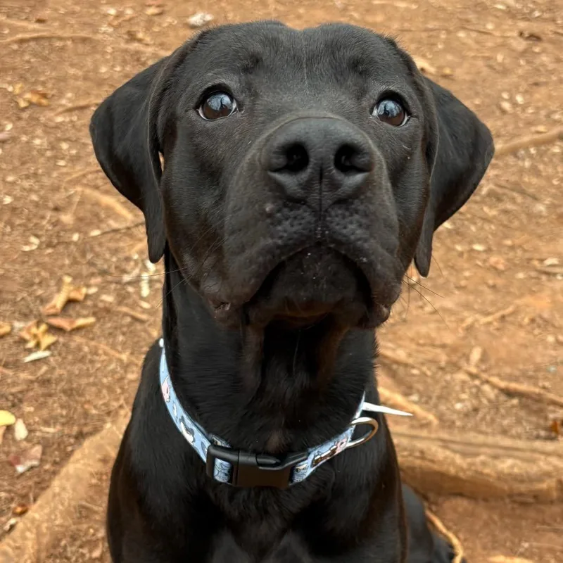 An adult large-sized male Black Labrador Retriever dog named Midnight for adoption in Roanoke, VA
