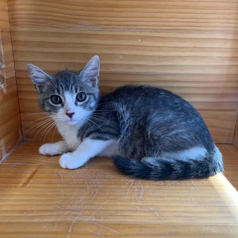 A young medium-sized female Tabby (Gray / Blue / Silver) Domestic Short Hair cat named Jennifurr for adoption in Tyler, TX