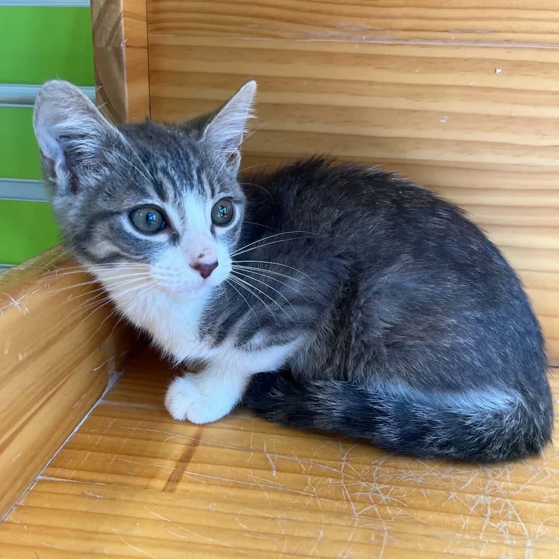 Jennifurr thumbnail 2