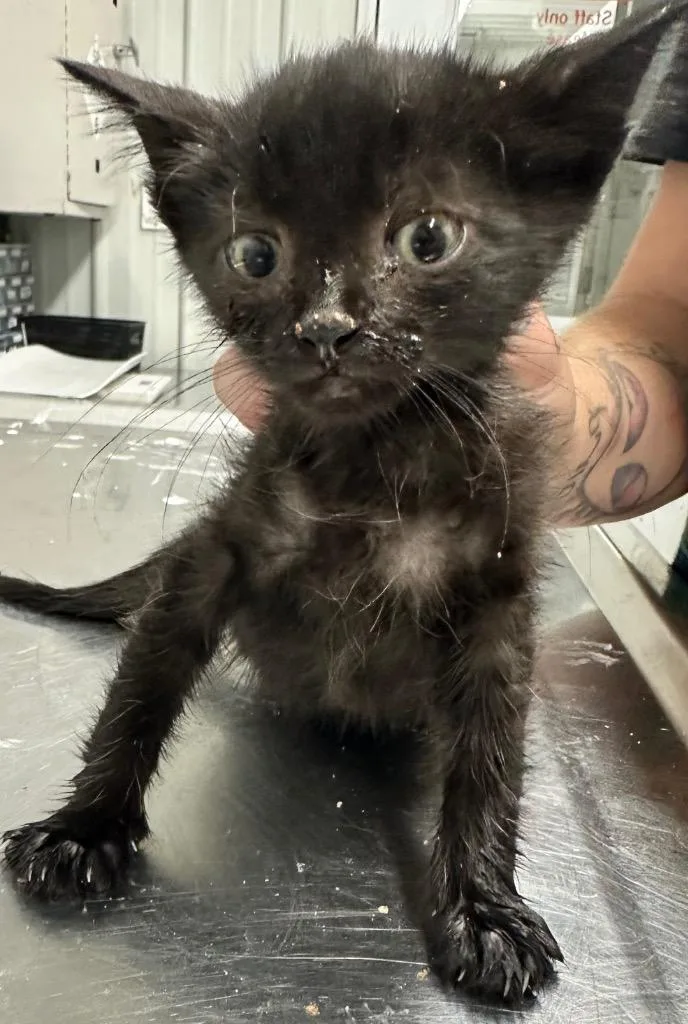 A baby small-sized female Domestic Long Hair cat named Latte for adoption in Hillsdale, IN