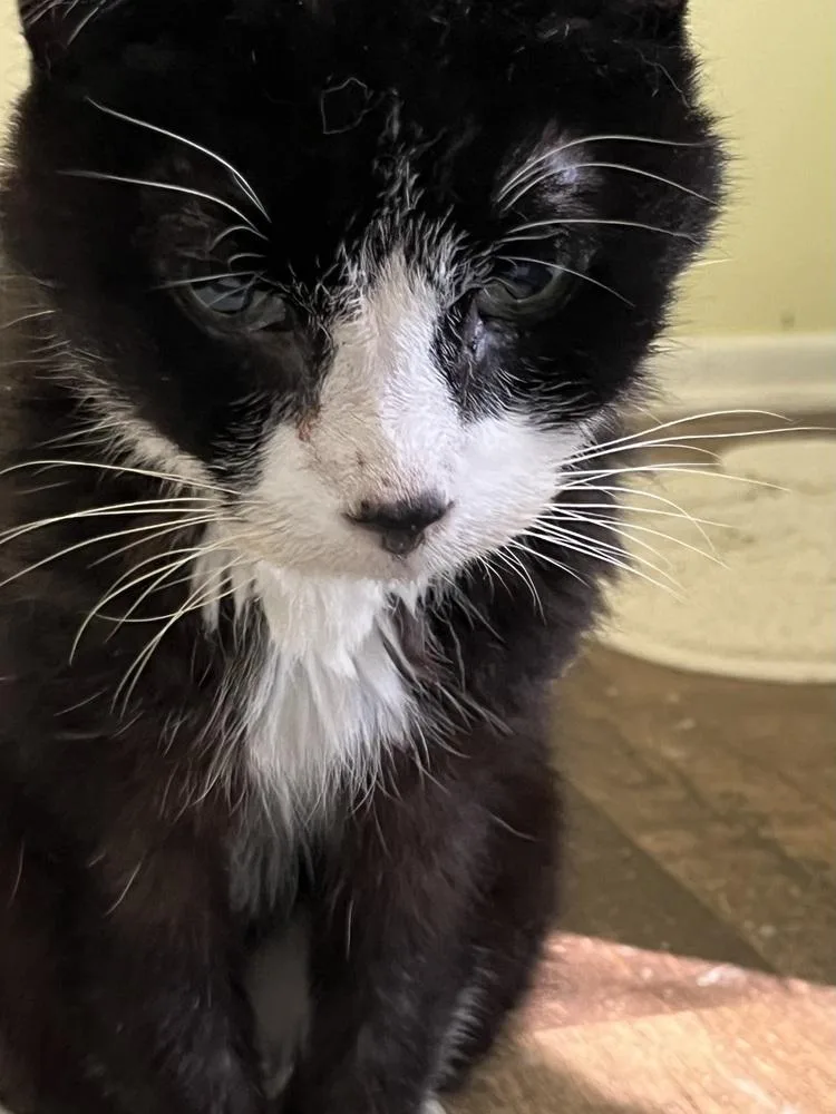 A senior medium-sized male Black & White / Tuxedo Domestic Short Hair cat named Felix for adoption in Palatine, IL