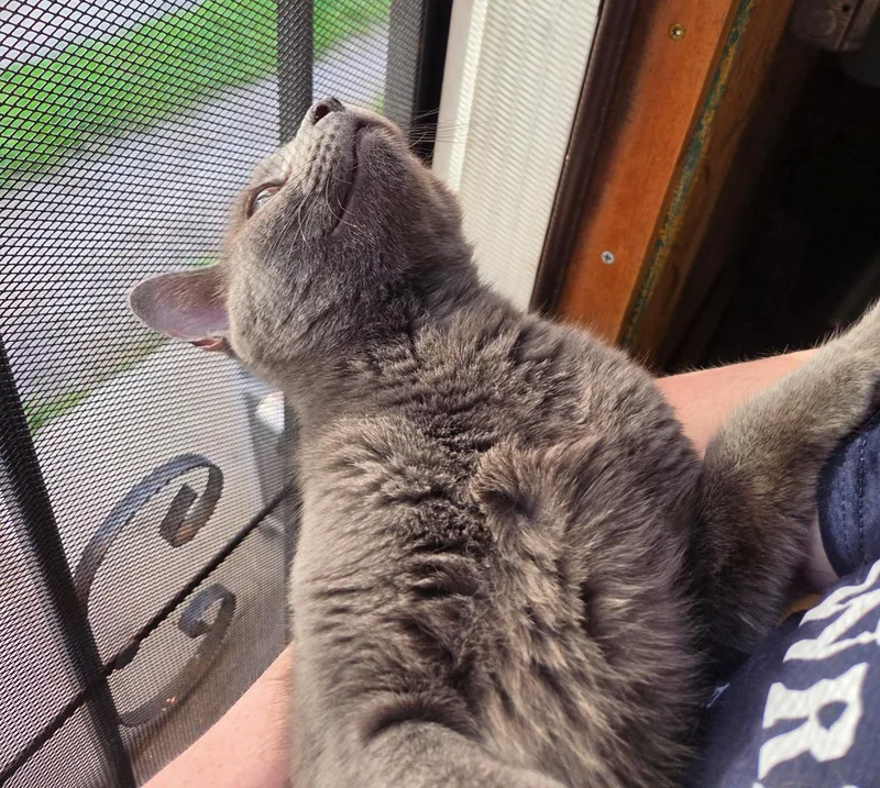 A young medium-sized female Gray / Blue / Silver Domestic Short Hair cat named Phoenix Chelwynde for adoption in Philadelphia, PA