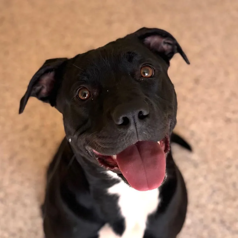 A young medium-sized female Black Pit Bull Terrier dog named Opal for adoption in Nashville, IN