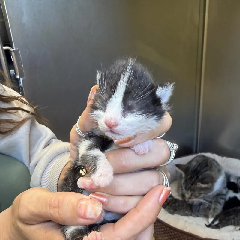 A baby small-sized female Domestic Medium Hair cat named Apple Jacks for adoption in Red House, WV