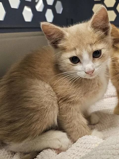 A baby medium-sized male Domestic Short Hair cat named Oyster for adoption in Clyde, NC