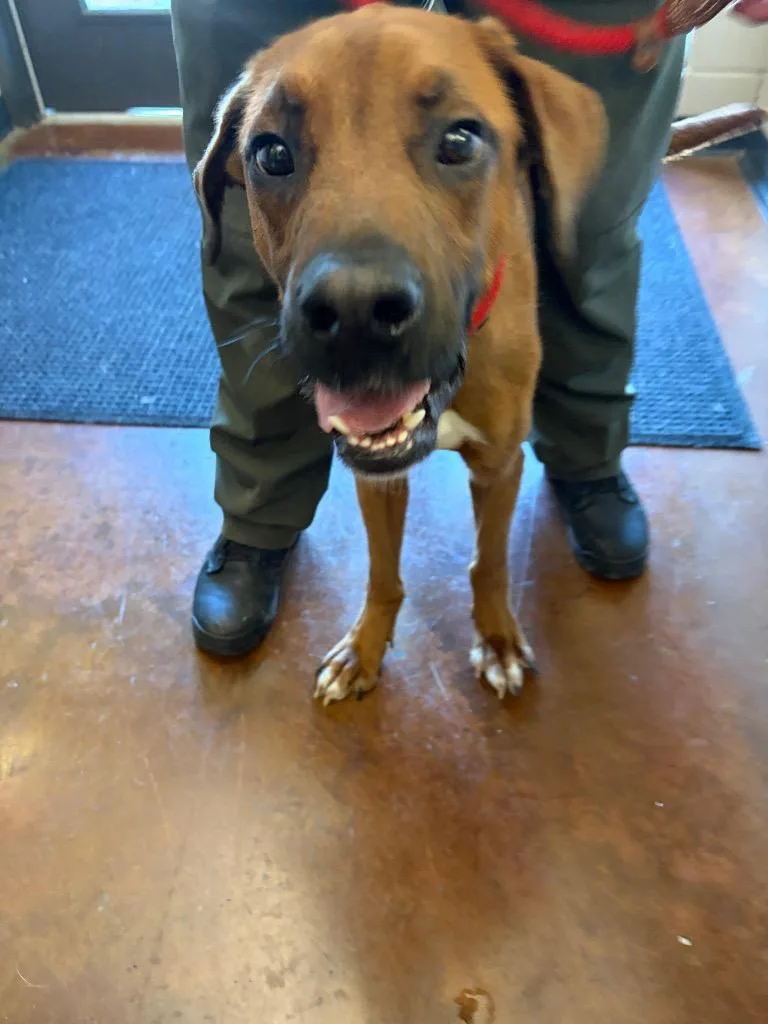 An adult large-sized male Mixed Breed dog named Scooby for adoption in Gallatin, TN