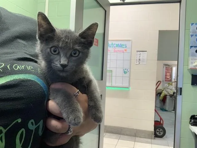 A baby small-sized male Domestic Short Hair cat named Lenny for adoption in Grand Prairie, TX