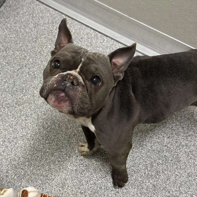 An adult small-sized male Gray / Blue / Silver Mixed Breed dog named Biggie for adoption in Hinsdale, IL