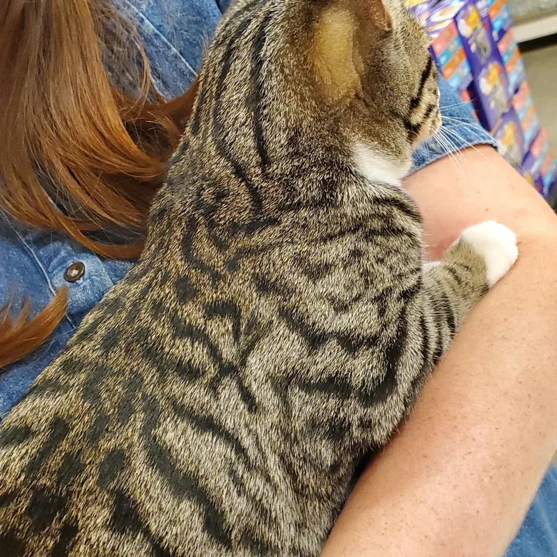 A young medium-sized male Tabby (Buff / Tan / Fawn) Tabby cat named Chunky Monkey for adoption in Muncie, IN
