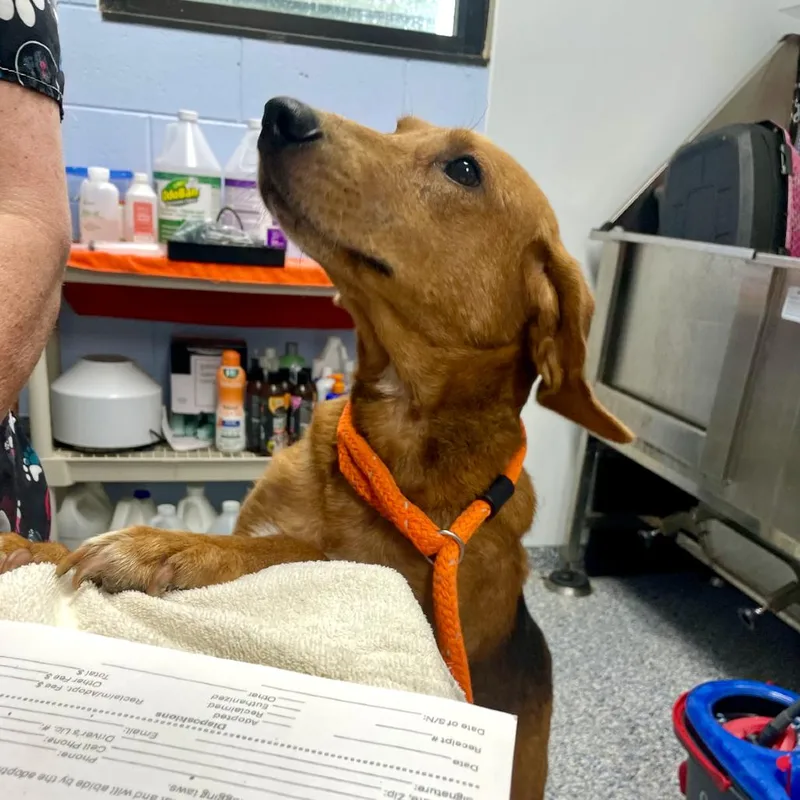 An adult medium-sized male Red / Chestnut / Orange Hound dog named Jake for adoption in Yanceyville, NC