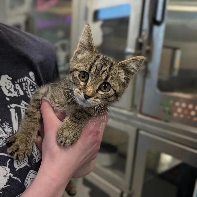 A baby medium-sized female Tabby (Brown / Chocolate) Domestic Short Hair cat named Waggin for adoption in Cape Girardeau, MO