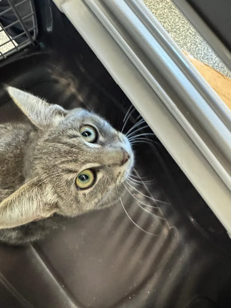 A baby small-sized female Domestic Short Hair cat named Nikki for adoption in Columbia, TN